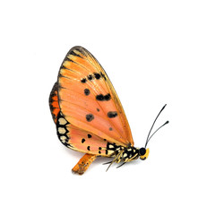 Fototapeta na wymiar Dead Butterfly isolated on white background