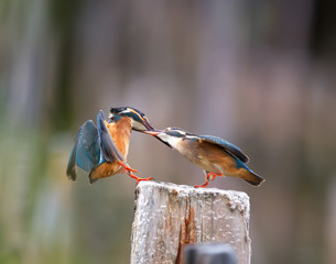 Blue Bird Common Kingfisher (Alcedo atthis)