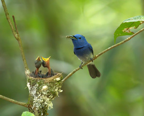 Black-naped Monarch or Black-naped Blue Flycatcher (Hypothymis azurea) is a daddy blue flycatcher, Thailand.