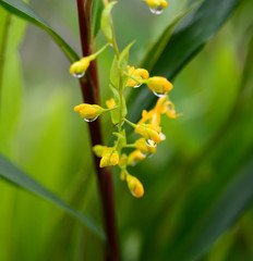 Obraz premium Beautiful yellow flowering fern.