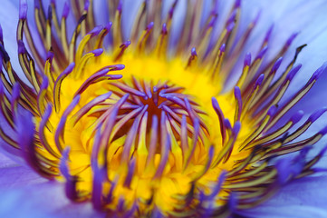 Beautiful water lilly