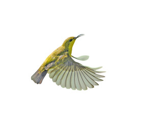 Beautiful flying Bird (Olive-backed Sunbird)
