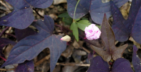 Sweet potato ornamental vine