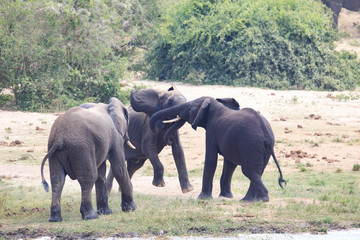 Bwindi Impenetrable National Forest Queen Elizabeth National Park