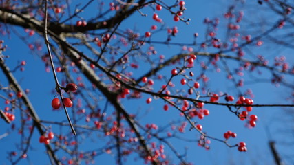 cute cherry in winter