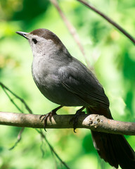 Gray Catbird on branch