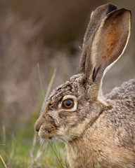 Very close view of a black-tailed jackrabbit, seen in the wild near a north California marsh 