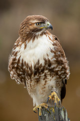 Very close view of a red-tailed hawk perched, seen in the wild in North California