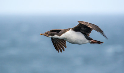 Cormorant in flight