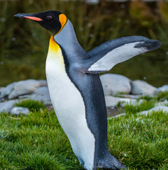 A king penguin stretching his wings