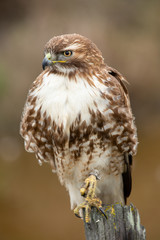 Very close view of a red-tailed hawk perched, seen in the wild in North California