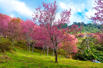 Cherry blossom flower or Sakural with green field