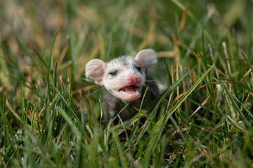 Baby opossum seen in the wild in North California
