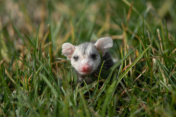 Naklejka na ściany i meble Baby opossum seen in the wild in North California