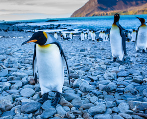 King penguin colony on South Georgia Island