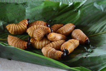 Live weevil larvae on a banana leaf