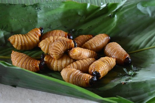 Live weevil larvae on a banana leaf