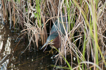 green heron in the everglades