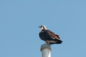 Osprey in the Everglades