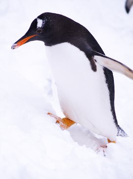 ジェンツーペンギン のストック写真 ロイヤリティフリーの画像 ベクター イラスト Adobe Stock
