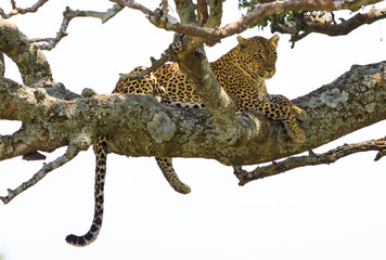 Ndutu Serenegti and Ngorongoro Safari 2019 © Taha