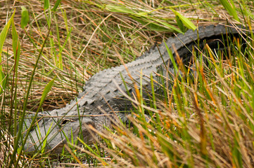 Alligator in the Everglades