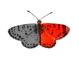 bipolar mental disorter butterfly self test background