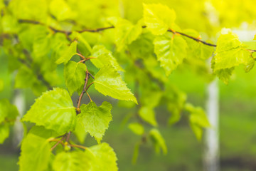 Ground green leaves in birch spring forest.