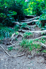 Trail in forest. Transition tourism, hiking. Healthy lifestyle.