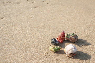 砂浜とヤドカリ