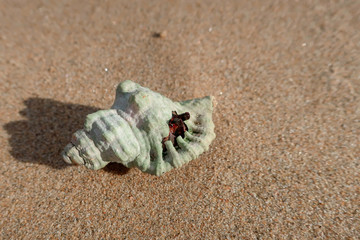 砂浜のヤドカリ