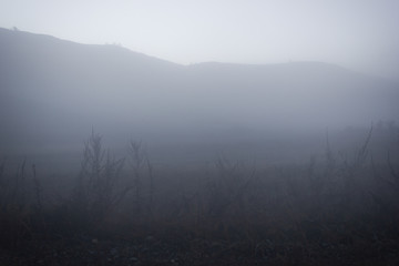 Fototapeta na wymiar Morning mist in early morning in field