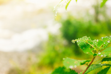 Water drops on green leaves. Rain in forest. Dew on trees early in morning