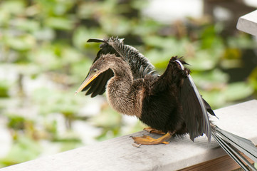 Anhinga snake bird
