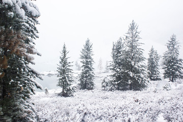 Pines under snow in winter forest