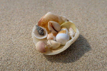 砂浜の貝殻