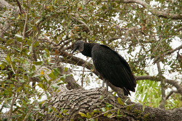 Naklejka premium Black vulture in the Everglades