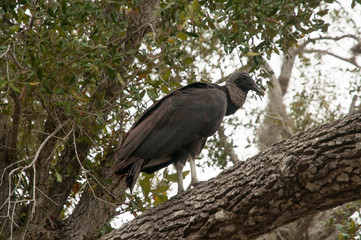Black vulture in the Everglades