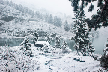 Winter forest on shore of mountain lake. Snow on pines, snowfall