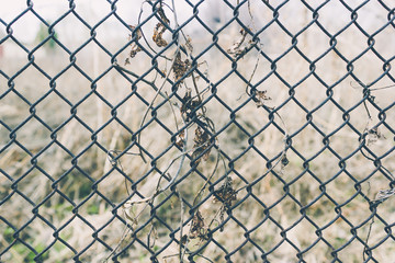 Metal mesh chain-link as background with dry plant