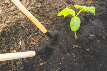 Young cucumber seedlings or zucchini in ground. Gardening Tools. Spring work in garden for planting.