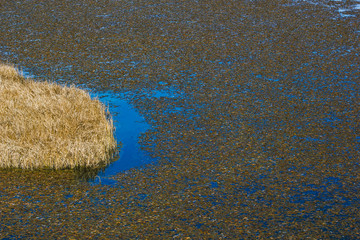 Algae filled lake water. Pond clogging plant