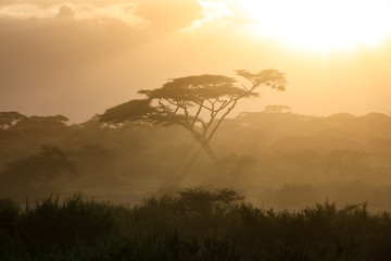 Ndutu Serenegti and Ngorongoro Safari 2019