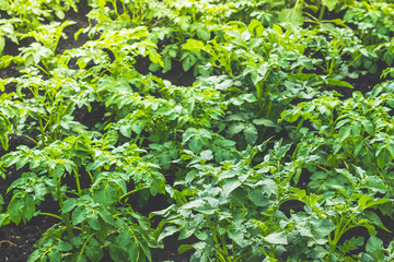 Potato leaves. The plantation of potatoes in garden. Farm grows vegetables for vegetarians