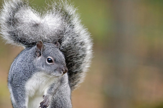 western gray squirrel range