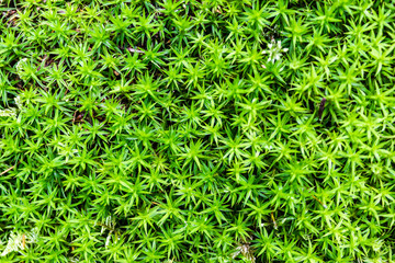 Green carpet of moss in sunny forest