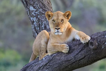 Muurstickers Ndutu Serenegti and Ngorongoro Safari 2019 © Taha