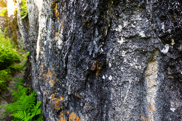 Green plants on rock in mountains. The will to win, survival in extreme conditions