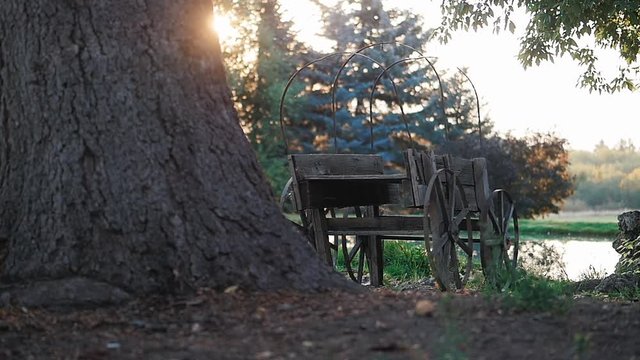 Camera Pans Across Old Covered Wagon During Sunrise. The video shows a close-up view of a big tree trunk. As the camera pans to the right, an old traditional wagon.
