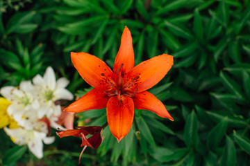 Bright orange tiger lilies in the garden.